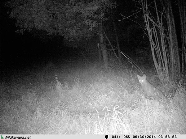 Aufnahme eines Fuchs mit Wildkamera Wild-Vision-Full HD5.0