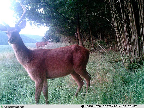 Aufnahme eines Hirsch mit Wildkamera Wild-Vision-Full HD5.0