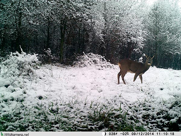 Aufnahme eines Rehs im Winter mit Wildkamera Wild-Vision-Full HD5.0