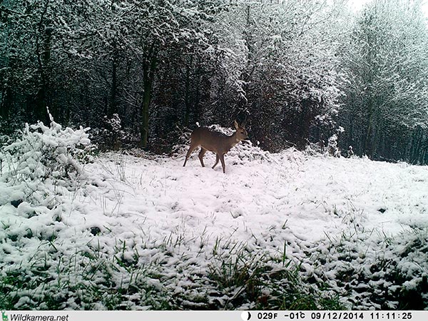 Aufnahme eines Rehs im Winter mit Wildkamera Wild-Vision-Full HD5.0