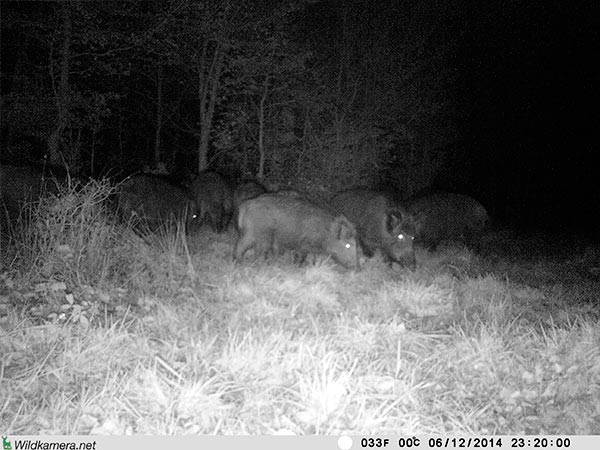 Rudel Wildschweine mit Wildkamera Wild-Vision-Full HD5.0