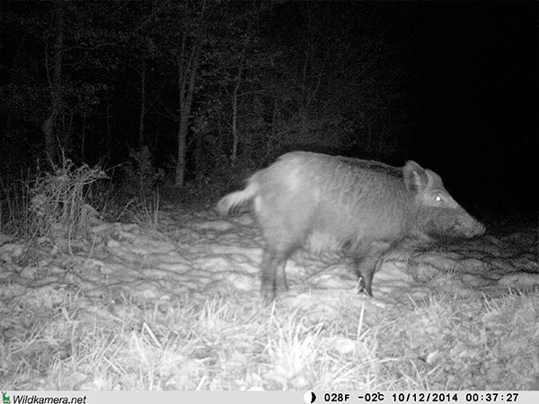 Grossaufnahme eines Wildschweins mit Wildkamera Wild-Vision-Full HD5.0