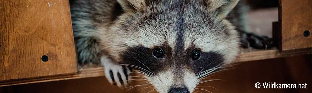 Fremde Tiere Im Haus Eine Wildkamera Kann Helfen